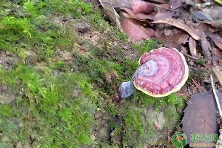 灵芝的养殖方法和注意事项有哪些