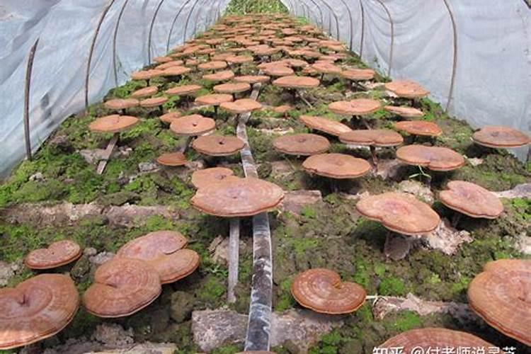 灵芝的种植技术,有什么要点？