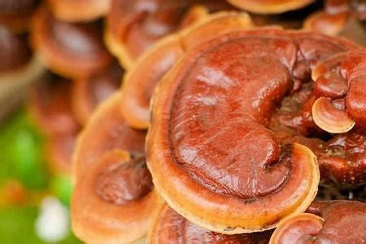 灵芝的生长周期是多长时间