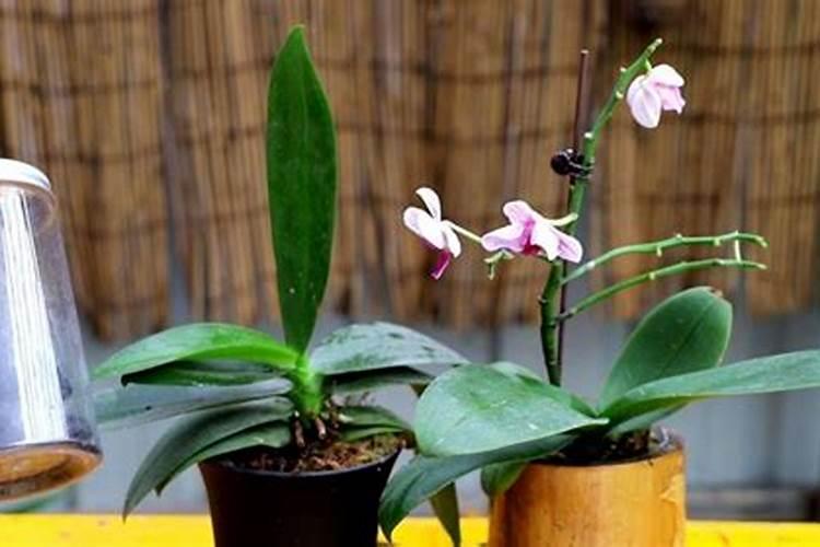 蝴蝶兰喜肥吗 喜欢施什么肥料