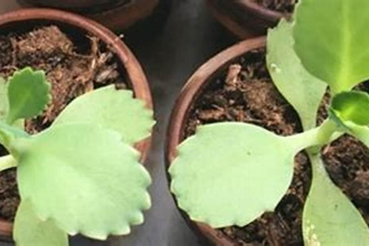 大叶落地生根可以养在家里吗？