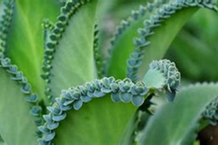 大叶落地生根怎么养殖好看