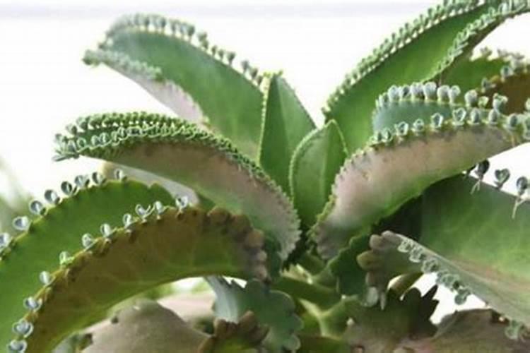 大叶落地生根可以养在家里吗？