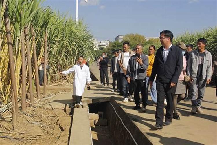 甘蔗苗期这样做,根强苗壮、减少黄秆枯叶和死苗