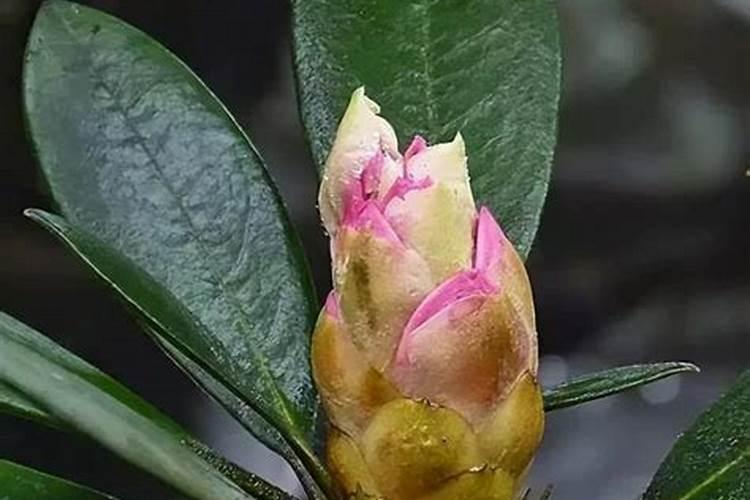杜鹃有花苞了怎么施肥