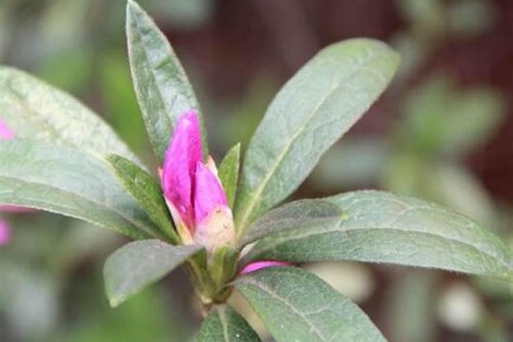 怎样给有花苞的杜鹃施肥