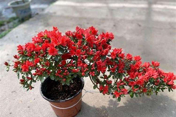 怎样给有花苞的杜鹃施肥