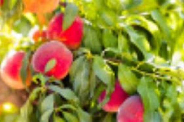 桃树施肥最佳时间