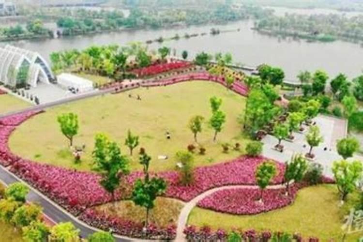 月季怎样喷施叶面肥？