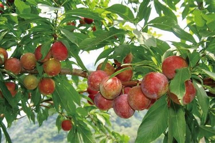 果树保花保果喷什么叶面肥结果多？果树膨果期用什么复合肥好？