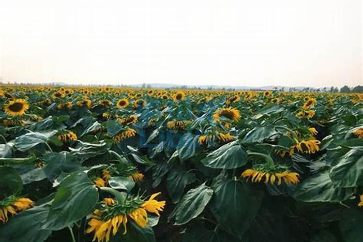 葵花都用哪些化肥