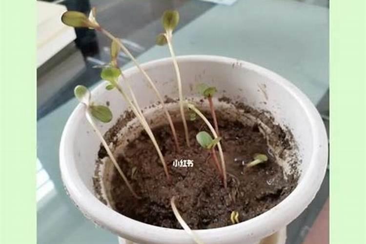 葵花追肥用什么肥好
