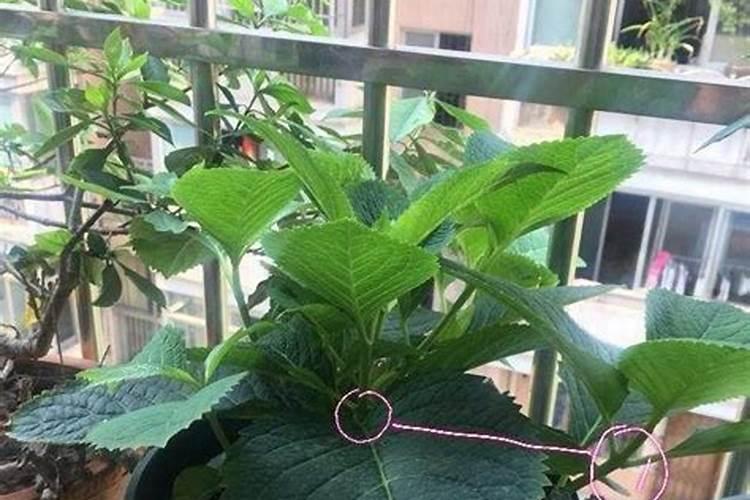 绣球花施肥时间和方法