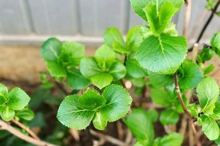 绣球花施肥用什么肥