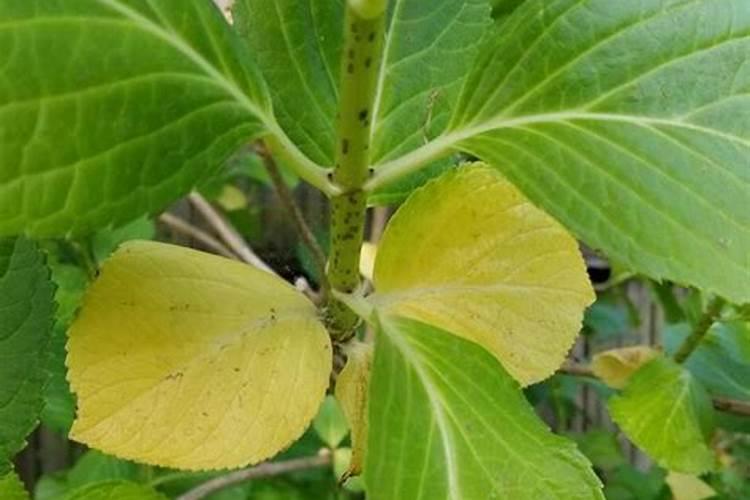 绣球花施肥方法,用什么肥好