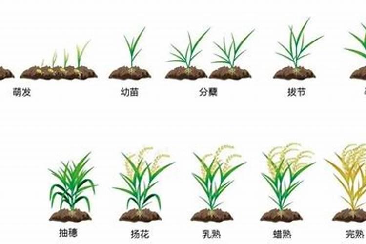 水稻施肥用量多少合适