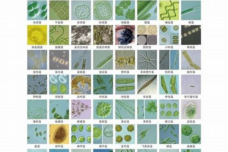 硅藻和甲藻是什么样的藻类？水体富营养化与哪些藻类有关