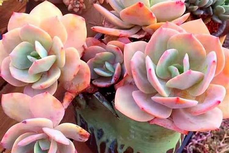 多肉施肥用什么肥料,如何给多肉施肥