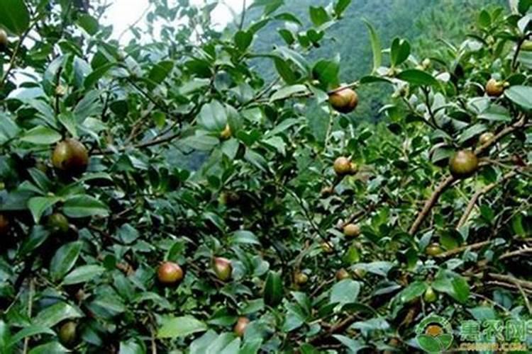 油茶树用什么肥料比较好