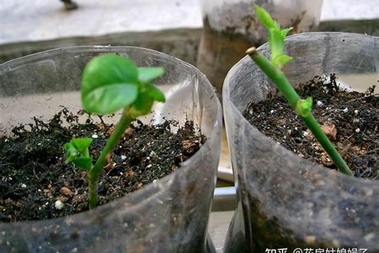 什么肥料对兰花发芽生根开花最好