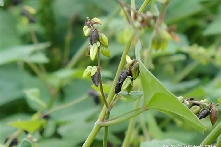 苦荞麦种植用什么肥料好