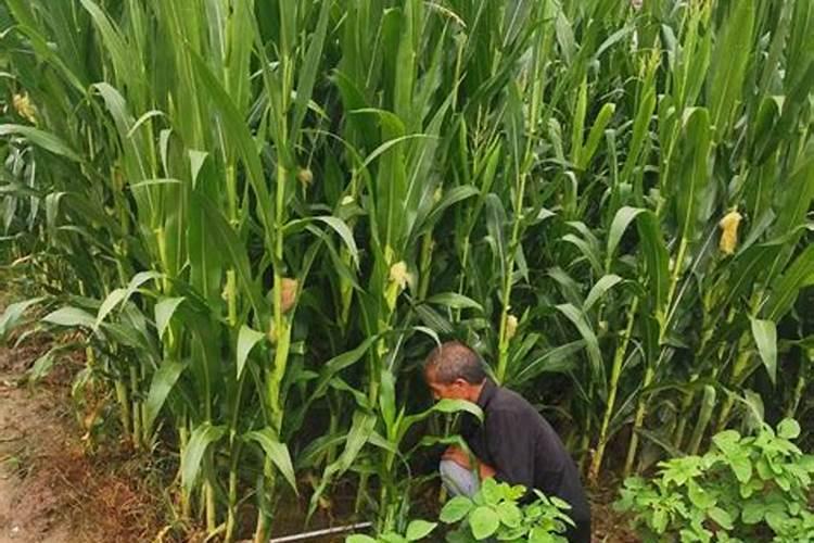 玉米灌浆期如何增加千粒重