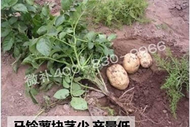土豆种植技术与管理方法