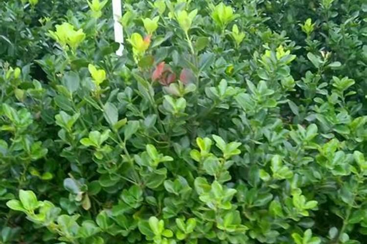 黄杨的生长需要什么肥料