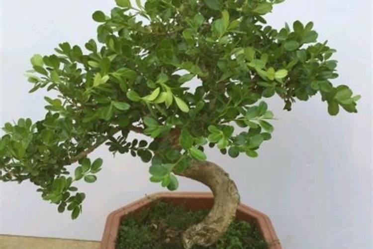 黄杨砍头能发芽吗 帮你如何快速催芽