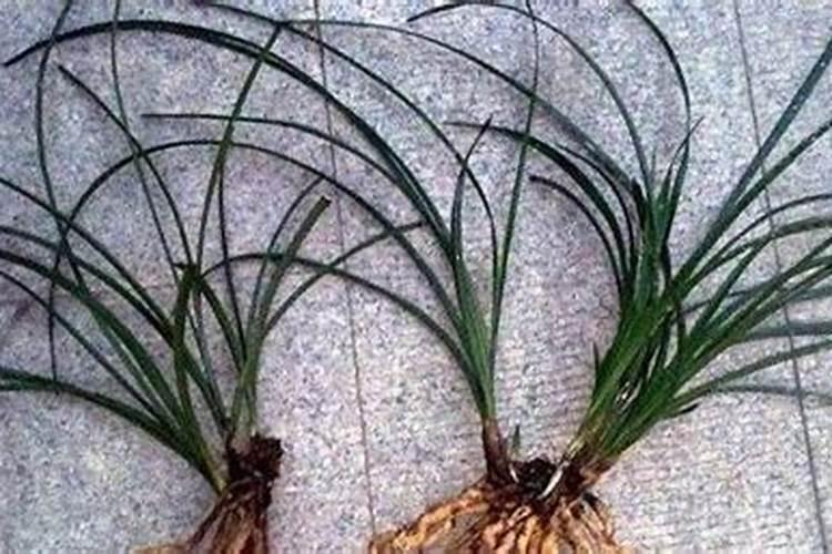 兰花分株后怎样浇水施肥？