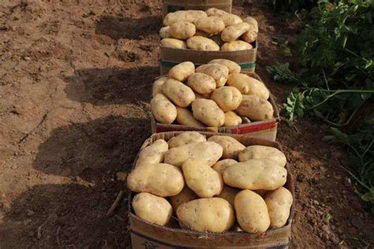 西餐常用蔬菜有哪些