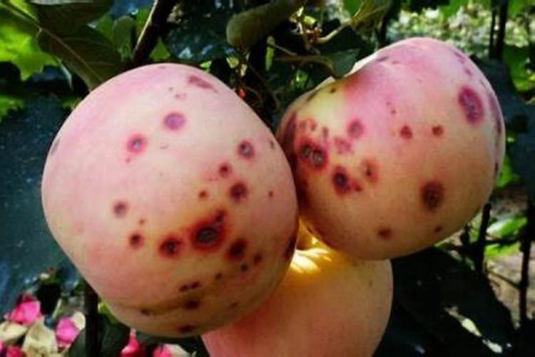 钾肥的正确使用方法 合理施用钾肥需要注意什么