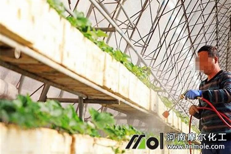 草莓需要叶面肥的时期及草莓叶面肥的施用要点