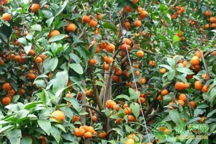 第一年种的沙糖桔放什么肥料好