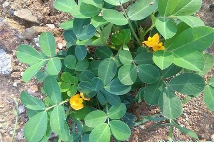 种植花生,如何施用钾和钙？