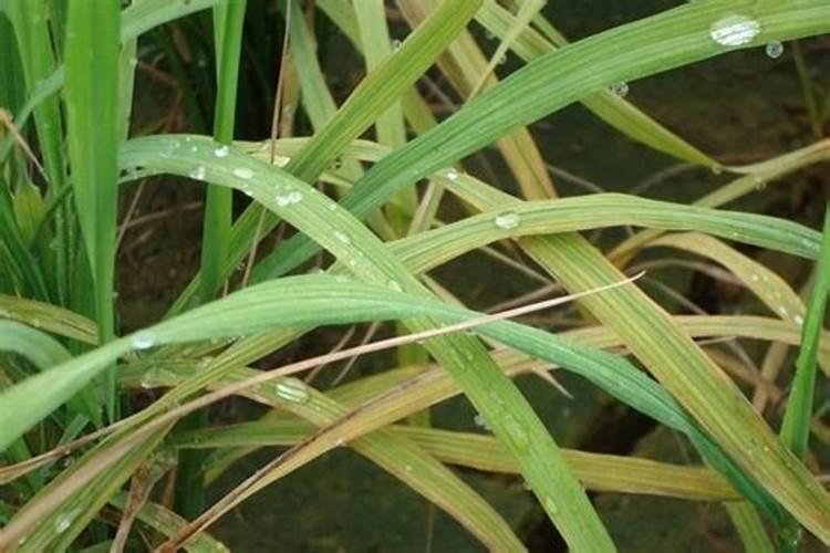 液氨肥料有什么特点？