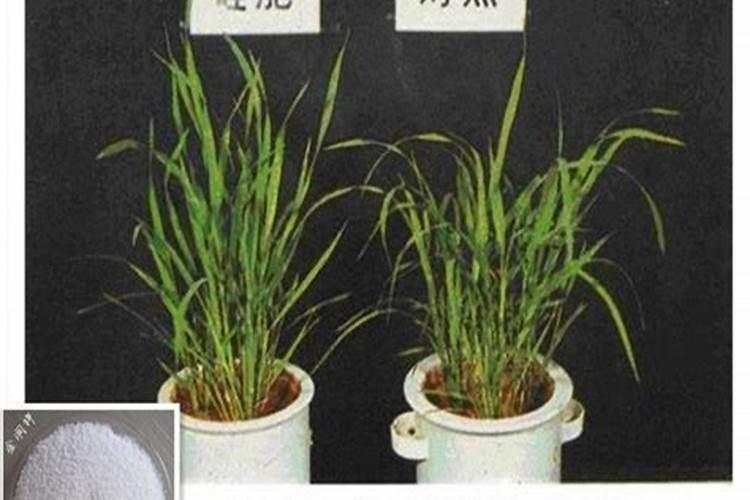 香蕉在种植过程中施什么肥好？施肥技术要点具体是什么呢？