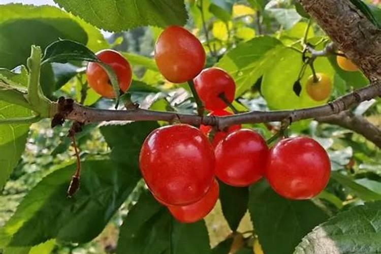 水稻在施肥当中用硫酸钾好,还是用氯化钾好呢？