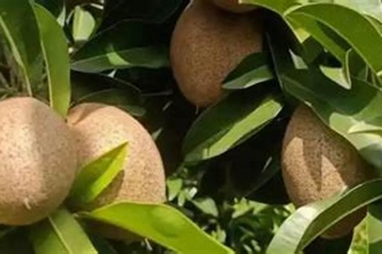 肥料用不好,会影响莴笋的产量,种植莴笋时,莴笋最怕什么肥料？