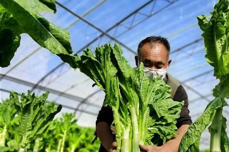 开春追肥用什么肥料好