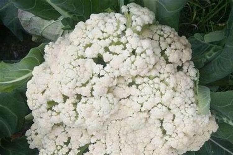 菜花什么时间施肥好？