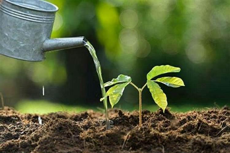 植物缺肥症状及对应的花肥沤制方法:薄肥淡施