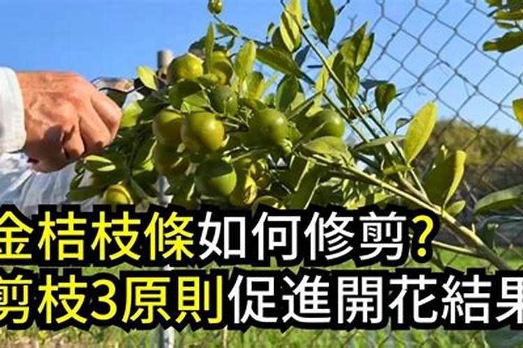 金桔什么时候施肥