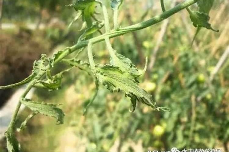 番茄叶子卷曲原因与处理方法
