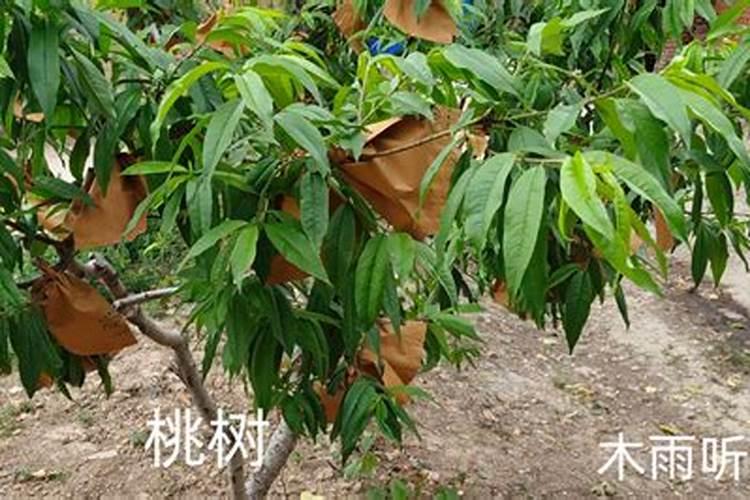 果实膨大期用什么肥效果好？磷酸二氢钾有用吗