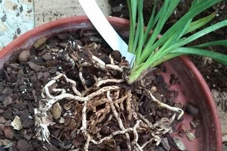 用松针,松树皮,核桃皮,花生皮,银杏叶一起腐熟做君子兰花肥可以吗？