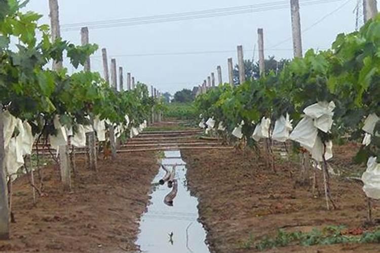施用冲施肥葡萄裂果吗？听过喜满地的那个果实膨大水溶肥挺好的,有没有...