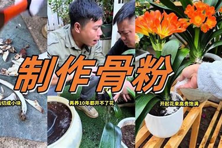 君子兰如何施肥磷酸二氢钾肥料