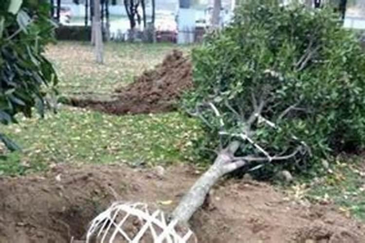 种植桃树时,每年要对其进行几次施肥？