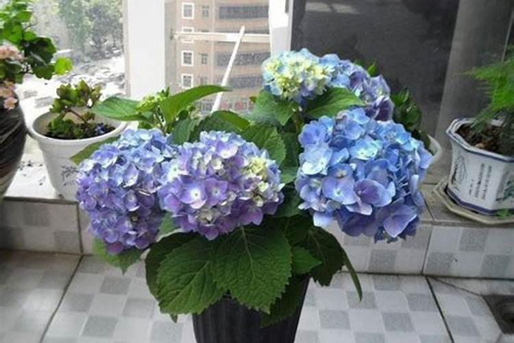 无尽夏花期可以施肥吗